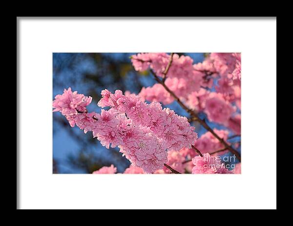 Photography Framed Print featuring the photograph Cherry Blossom Springtime by Kaye Menner by Kaye Menner
