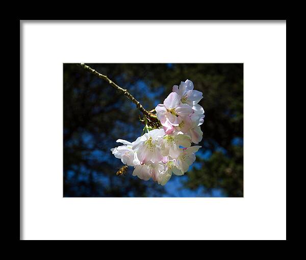Cherry Blossoms And Bee Framed Print featuring the photograph Cherry Blossoms and Bee by Bonnie Follett