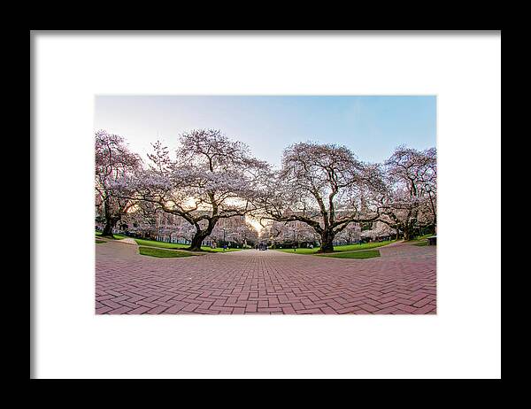 Seattle Framed Print featuring the photograph Cherry Blossoms at The University of Washington by Matt McDonald
