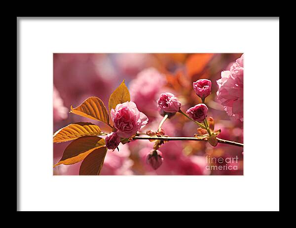 Japanese Framed Print featuring the photograph Cherry Blossoms by Judy Palkimas