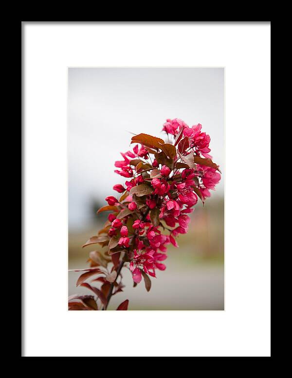 Bellingham Framed Print featuring the photograph Cherry Blossoms by Judy Wright Lott