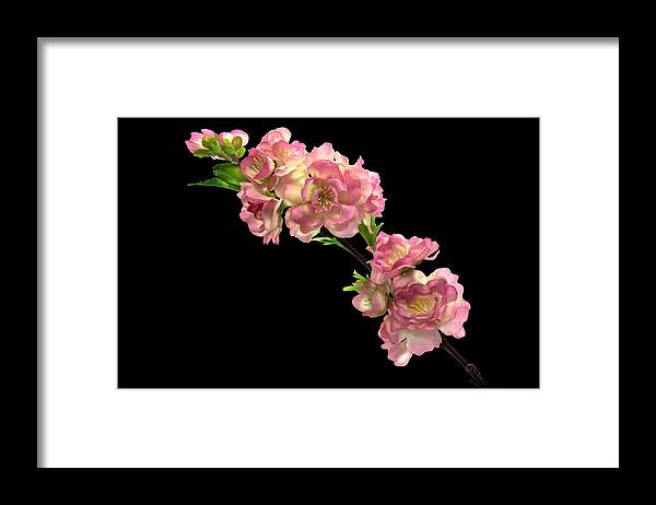 Cherry Blossom Framed Print featuring the photograph Cherry Blossoms by Mike Stephens
