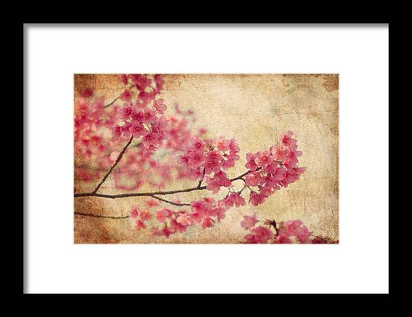 Flower Framed Print featuring the photograph Cherry Blossoms by Richard Leighton
