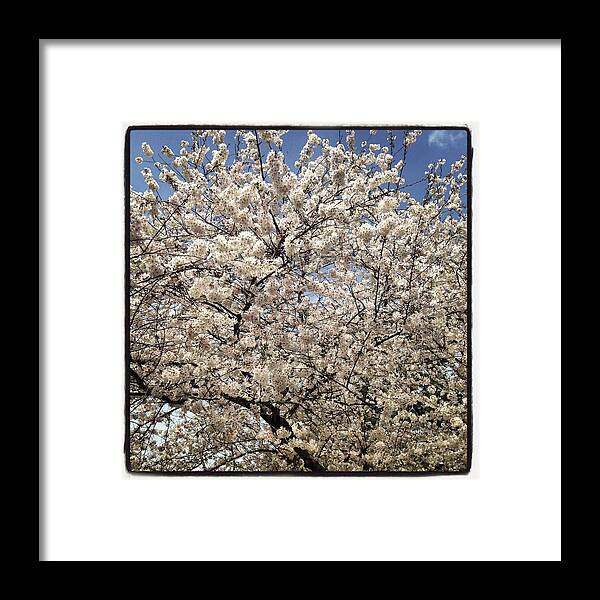 Cherry Blossoms Framed Print featuring the photograph Cherry Blossoms Williamsburg 2016 by Will Felix