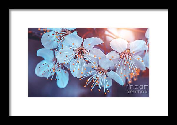 April Framed Print featuring the photograph Cherry tree blooming by Anna Om