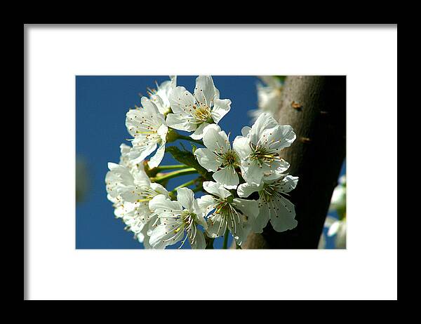 Air Framed Print featuring the photograph Cherry tree blossom by Emanuel Tanjala