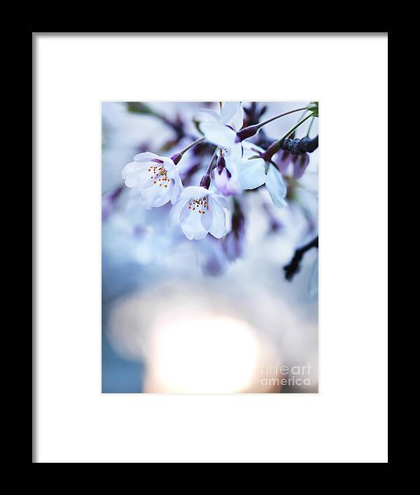 Blossom Framed Print featuring the photograph Cherry tree blossoms in morning sunlight by Maxim Images Exquisite Prints