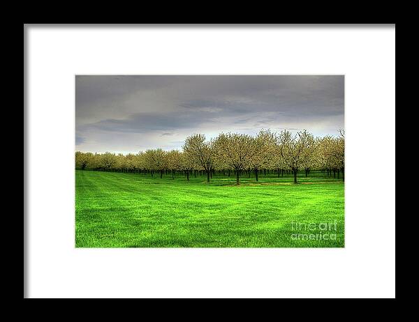 Cherry Framed Print featuring the photograph Cherry Trees Forever by Randy Pollard