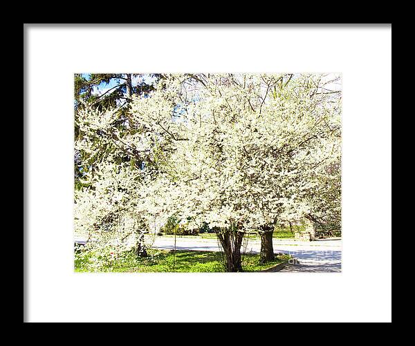 Cherry Framed Print featuring the photograph Cherry trees in blossom by Irina Afonskaya