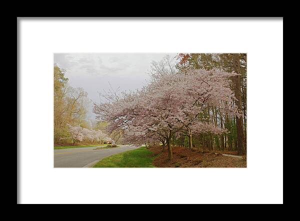 Cherry Blossoms Framed Print featuring the photograph Cherry Trees on Canon Blvd by Ola Allen