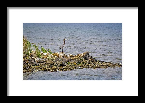 Ardea Herodias Framed Print featuring the photograph Chesapeake Bay Great Blue Heron by Patrick Wolf