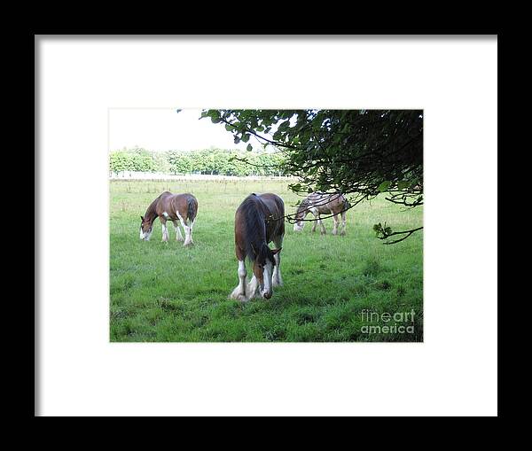 Horse Framed Print featuring the photograph Chestnut Clydesdales by Brandy Woods