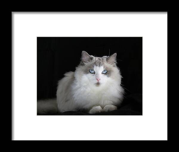 Cat Framed Print featuring the digital art Chewie by Kathleen Illes