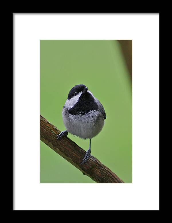 Chickadee Framed Print featuring the photograph Chic a DDD by Cathie Douglas