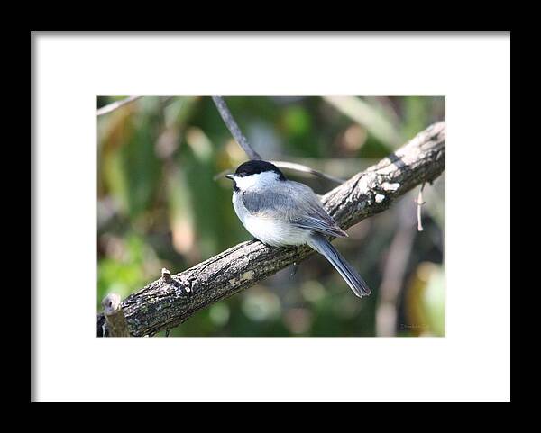 Chickadee Framed Print featuring the photograph Chickadee at Rest by Diane Lindon Coy