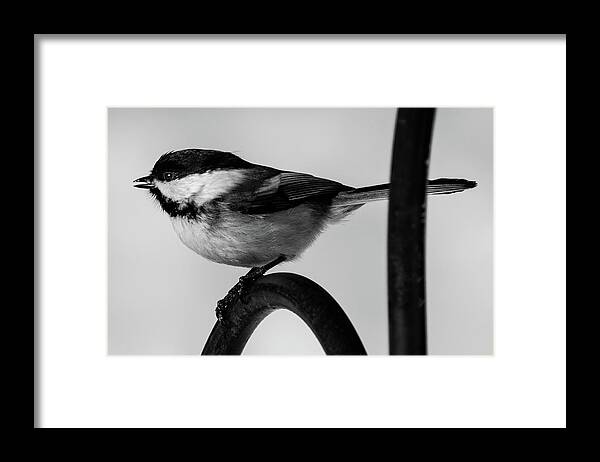 Bird Framed Print featuring the photograph Chickadee by Darryl Hendricks