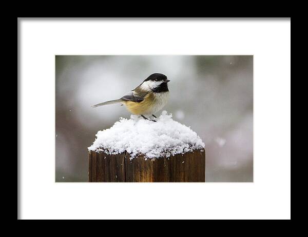 Bird Framed Print featuring the photograph Chickadee in the Snow by Darryl Hendricks