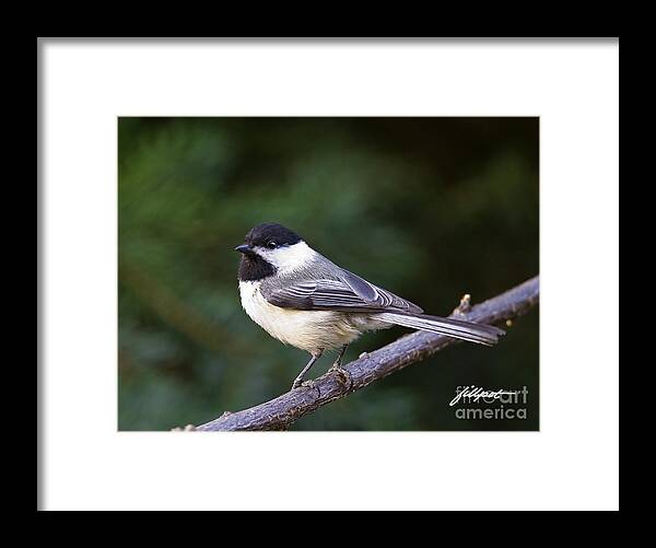 Chickadee Framed Print featuring the photograph Chickadee by Bon and Jim Fillpot