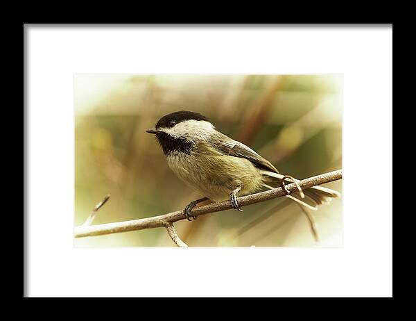 Bird Framed Print featuring the photograph Chickadee by Loni Collins
