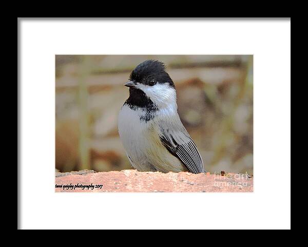 Chickadee Framed Print featuring the photograph Chickadee's Winter Reverie by Tami Quigley