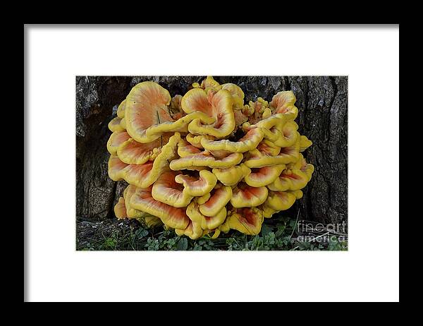 High Virginia Images Framed Print featuring the photograph Chicken of the Woods by Randy Bodkins
