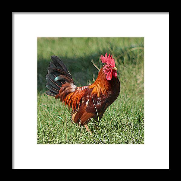 Animals Framed Print featuring the photograph Chickens Beware - The Boss Is Here by DB Hayes