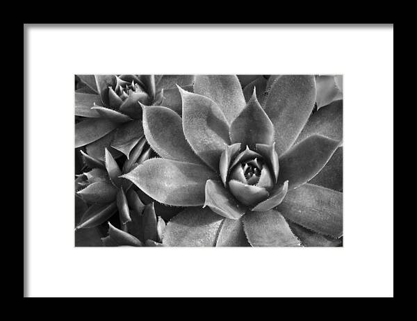 Botanical Framed Print featuring the photograph Chicks and Hens Black and White by Ann Bridges