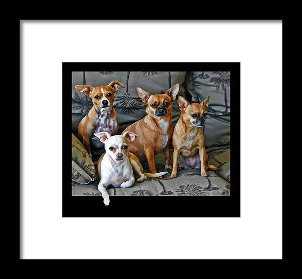 Chihuahuas Framed Print featuring the photograph Chihuahuas Hanging Out by Ginger Wakem