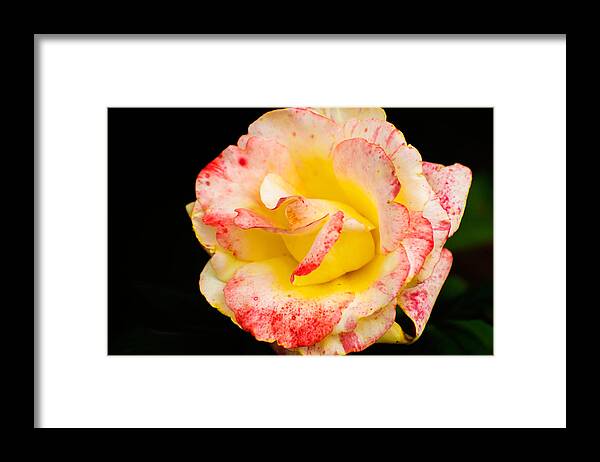 Flowers Framed Print featuring the photograph Chihuly by Metaphor Photo