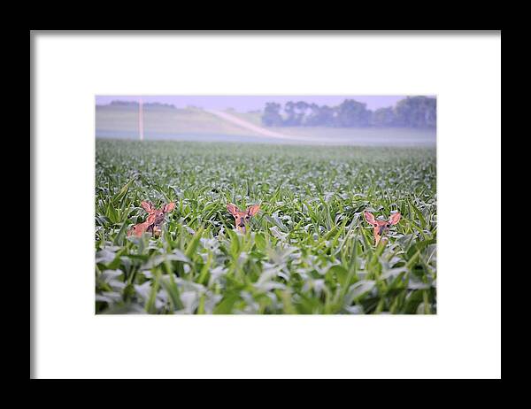 Deer Framed Print featuring the photograph Children Of The Corn by Bonfire Photography
