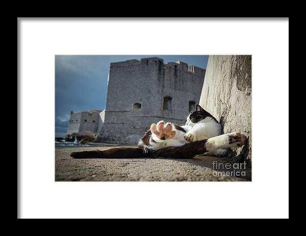 Cat Framed Print featuring the photograph Chill Kitty of Dubrovnik by Becqi Sherman