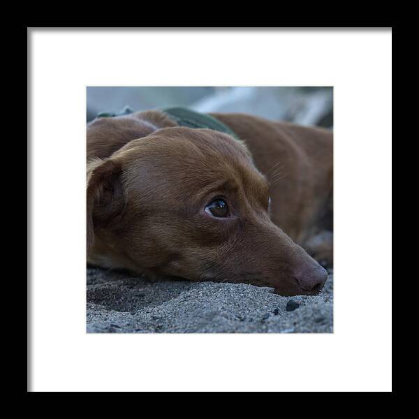 Bob The Boss Framed Print featuring the photograph Chillin' by Leah McPhail