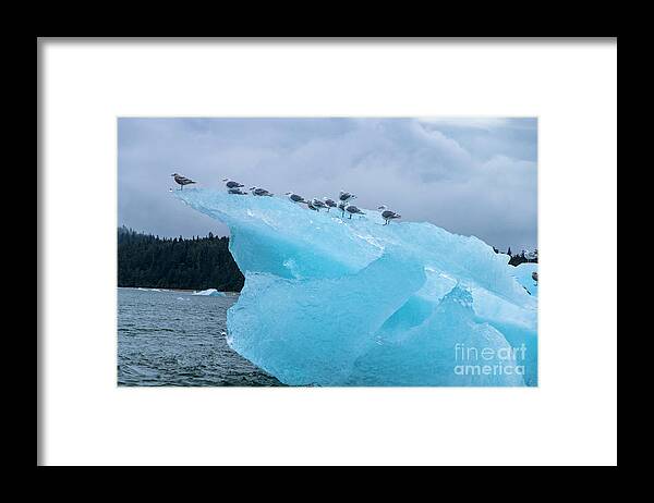 Seagulls Framed Print featuring the photograph Chillin by Louise Magno
