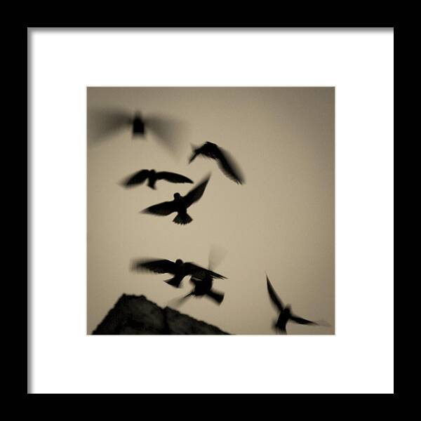 Bird Art Framed Print featuring the photograph Chimney Swifts Dancing the Chimney by John Harmon