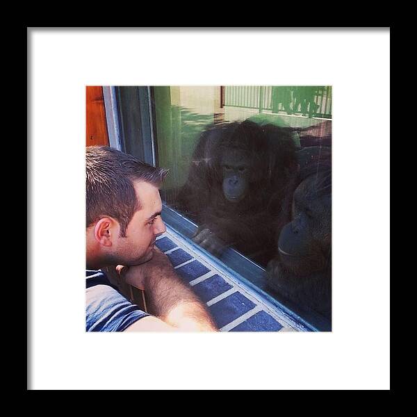 Animalphotography Framed Print featuring the photograph #chimp #zoo #monkeyworld #reflection by Charlie Vowles