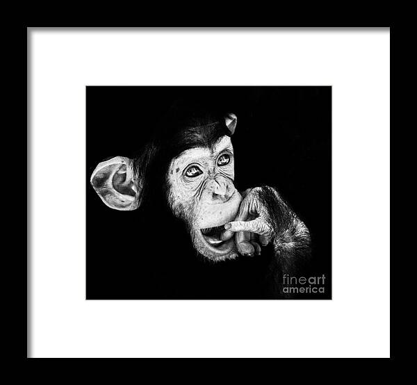 Monkey Framed Print featuring the photograph Chimpanzee baby by Ruth Jolly
