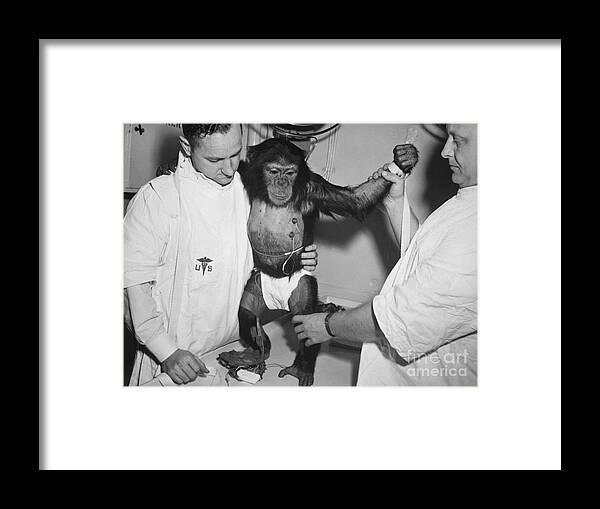 (31 Jan. 1961) --- Chimpanzee Framed Print featuring the photograph Chimpanzee Ham with bio sensors attached readied by handlers for his trip in the Mecury Redstone 2 by Vintage Collectables
