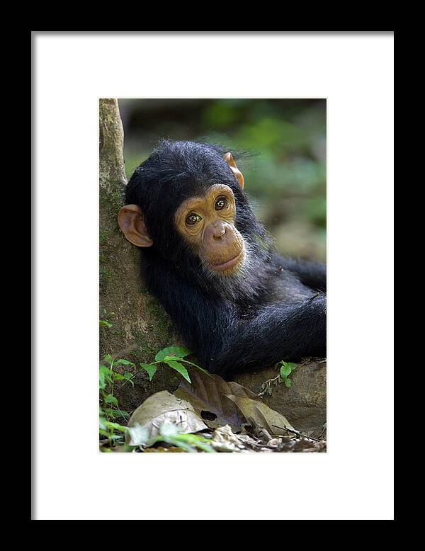 Mp Framed Print featuring the photograph Chimpanzee Pan Troglodytes Baby Leaning by Ingo Arndt