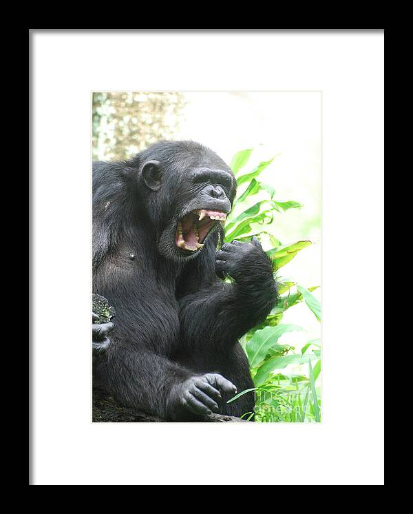 Chimp Framed Print featuring the photograph Chimpanzee Showing off a Mouth Full of Teeth by DejaVu Designs