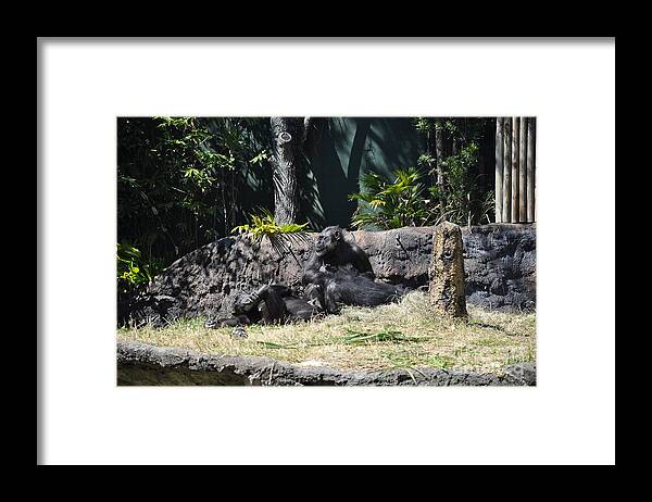 Chimps Framed Print featuring the photograph Chimps at rest by John Black