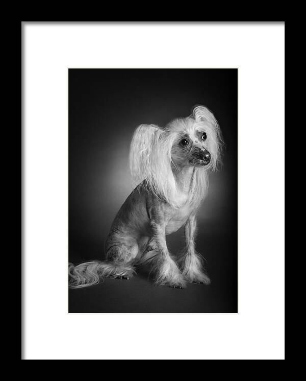 Dog Framed Print featuring the photograph Chinese Crested - 03 by Larry Carr