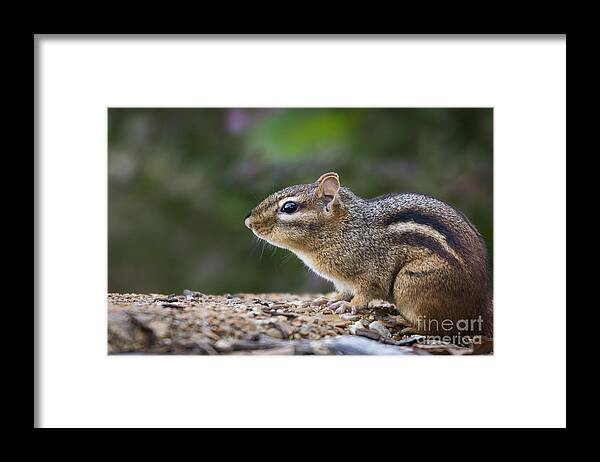 Chipmunk Framed Print featuring the photograph Chipmunk  by Andrea Silies