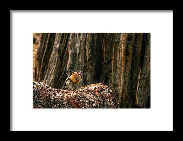 Chipmunk Framed Print featuring the photograph Chipper by Bill Gallagher