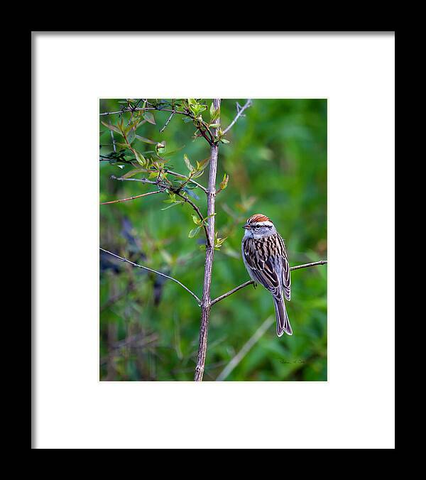 Chipping Sparrow Framed Print featuring the photograph Chipping Sparrow by Bellesouth Studio