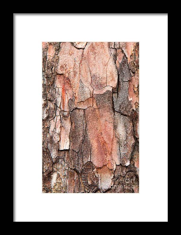 Abstracts Framed Print featuring the photograph Chiseled Bark Texture by Marilyn Cornwell
