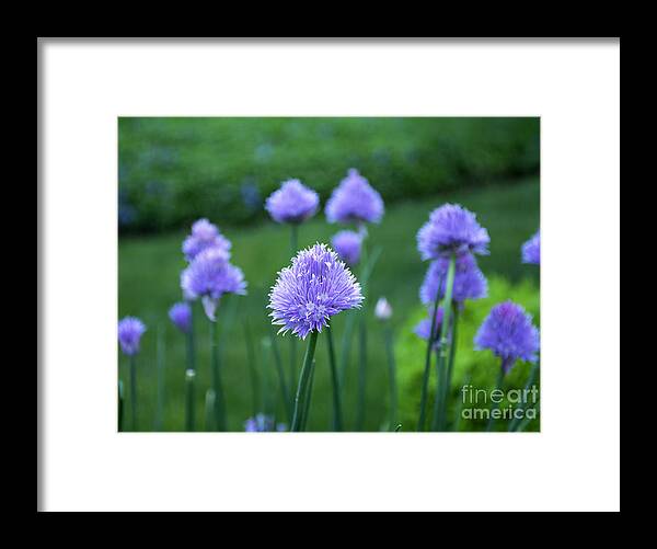 Chive Framed Print featuring the mixed media Chive Among Friends by Robin Gayl
