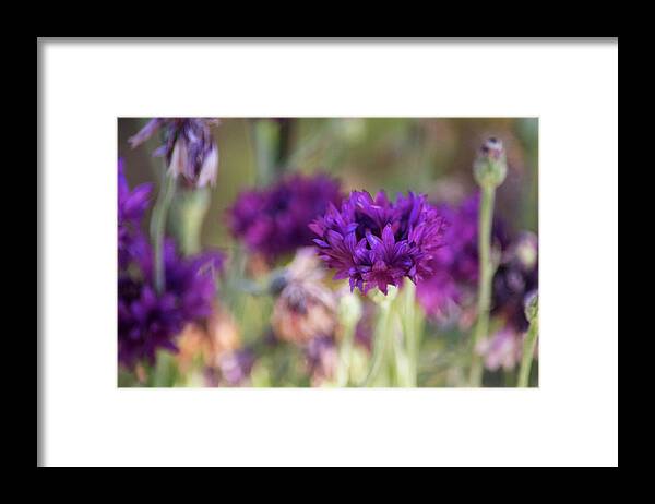 Purple Flowers Framed Print featuring the photograph Chive Blossoms by Bonnie Bruno