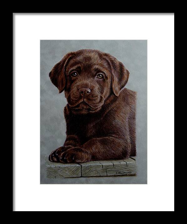 Labrador Framed Print featuring the drawing Chocolate Baby by Debbie Stonebraker