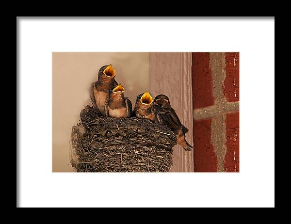 Barn Swallow Framed Print featuring the photograph Choir Practice by Mark Alder