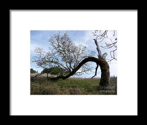 Tree Framed Print featuring the photograph Choosing Life by JoAnn SkyWatcher